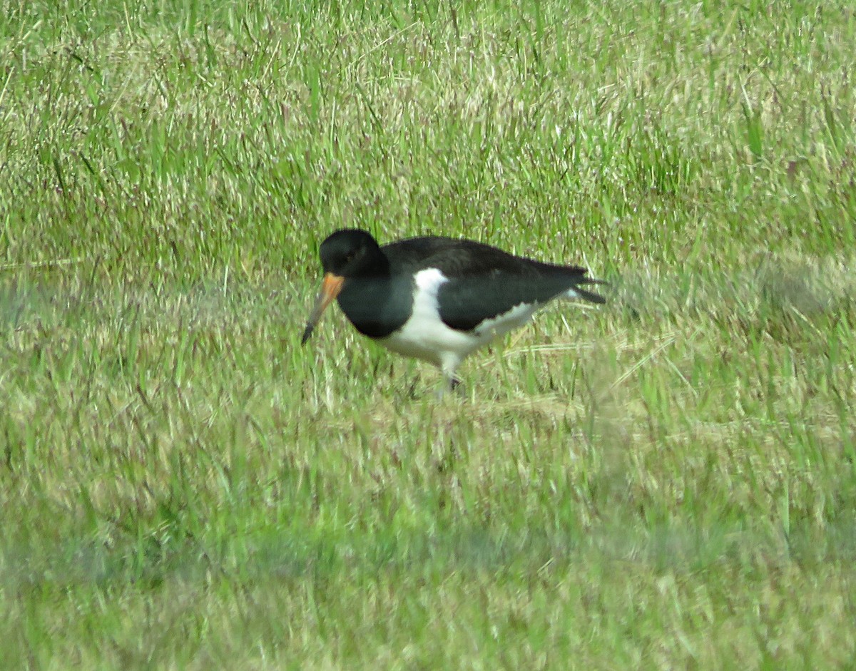 שלצדף החוף - ML645283933