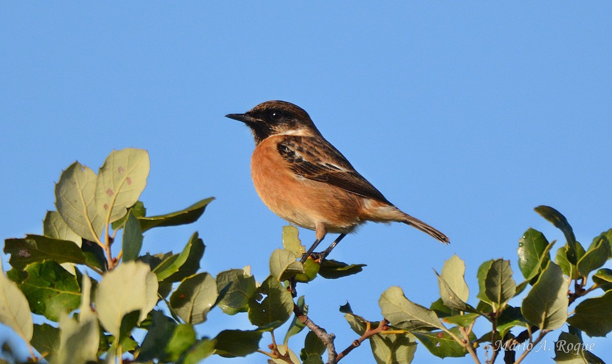 European Stonechat - ML645283939