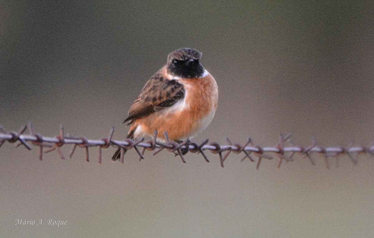 European Stonechat - ML645283940