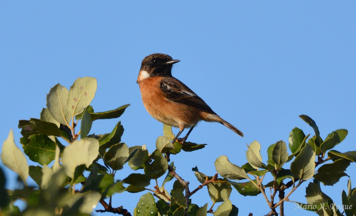 European Stonechat - ML645283941