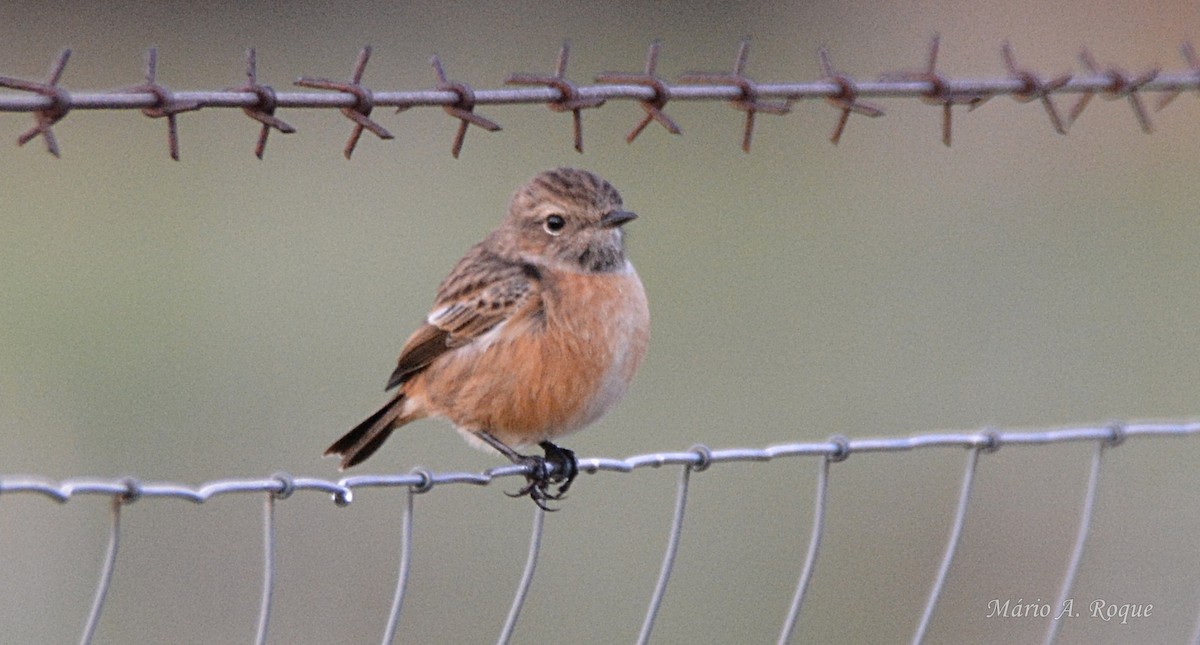 European Stonechat - ML645283942