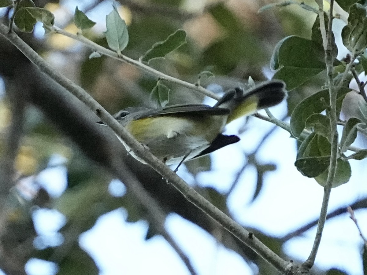American Redstart - ML645283945