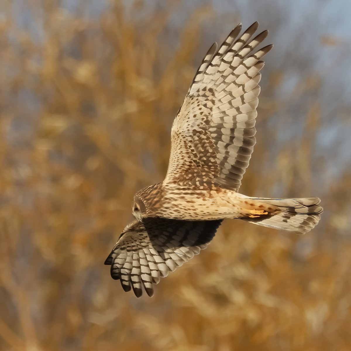 Northern Harrier - ML645283946