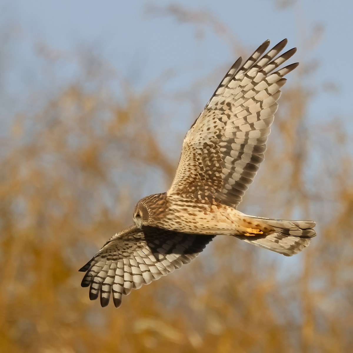 Northern Harrier - ML645283947