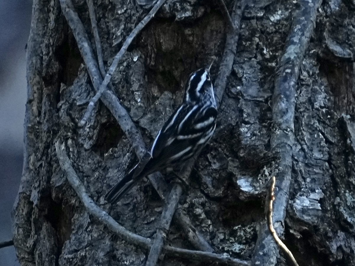 Black-and-white Warbler - ML645283950