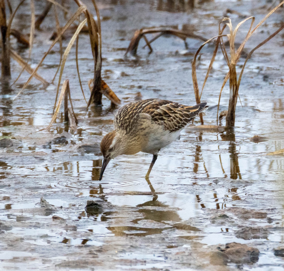 Sharp-tailed Sandpiper - ML645283961