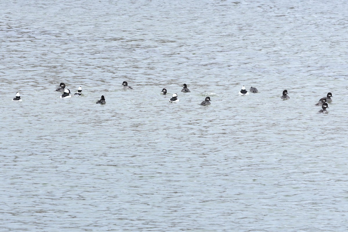 Bufflehead - ML645283966