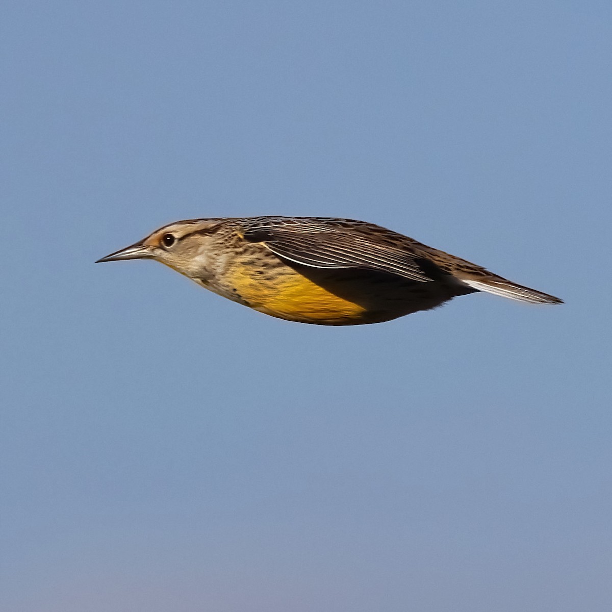 Eastern Meadowlark - ML645283970