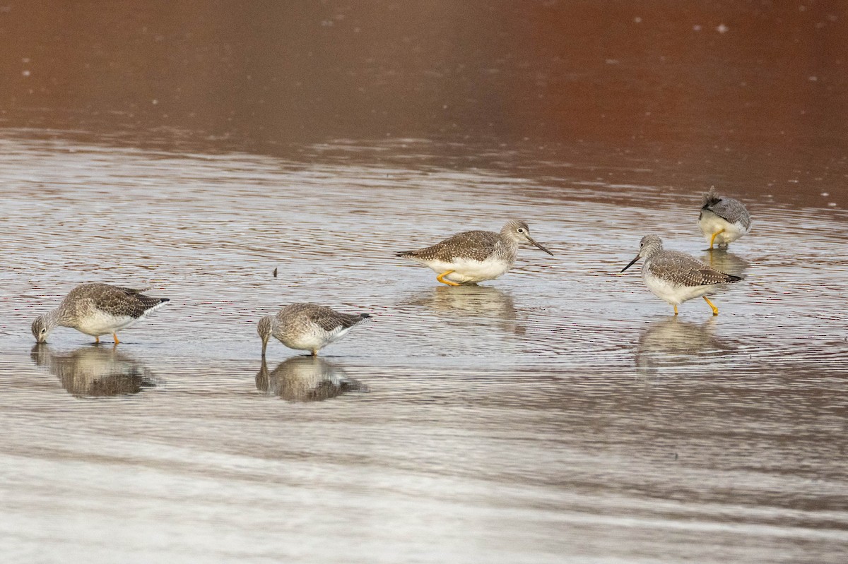 Greater Yellowlegs - ML645283971