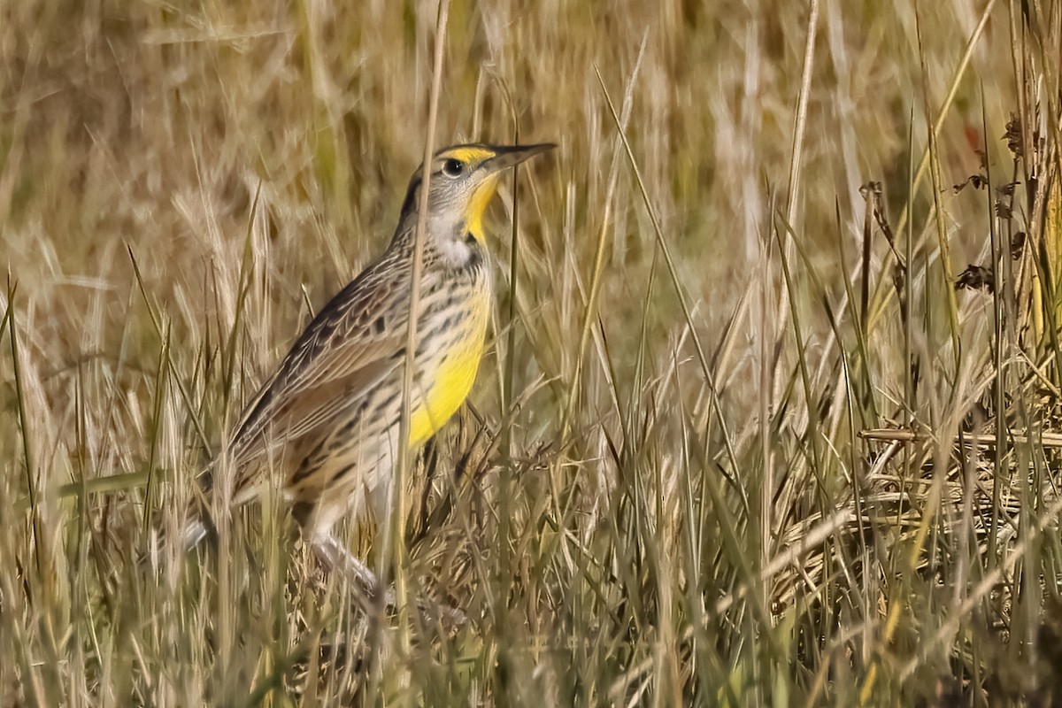 Eastern Meadowlark - ML645283972