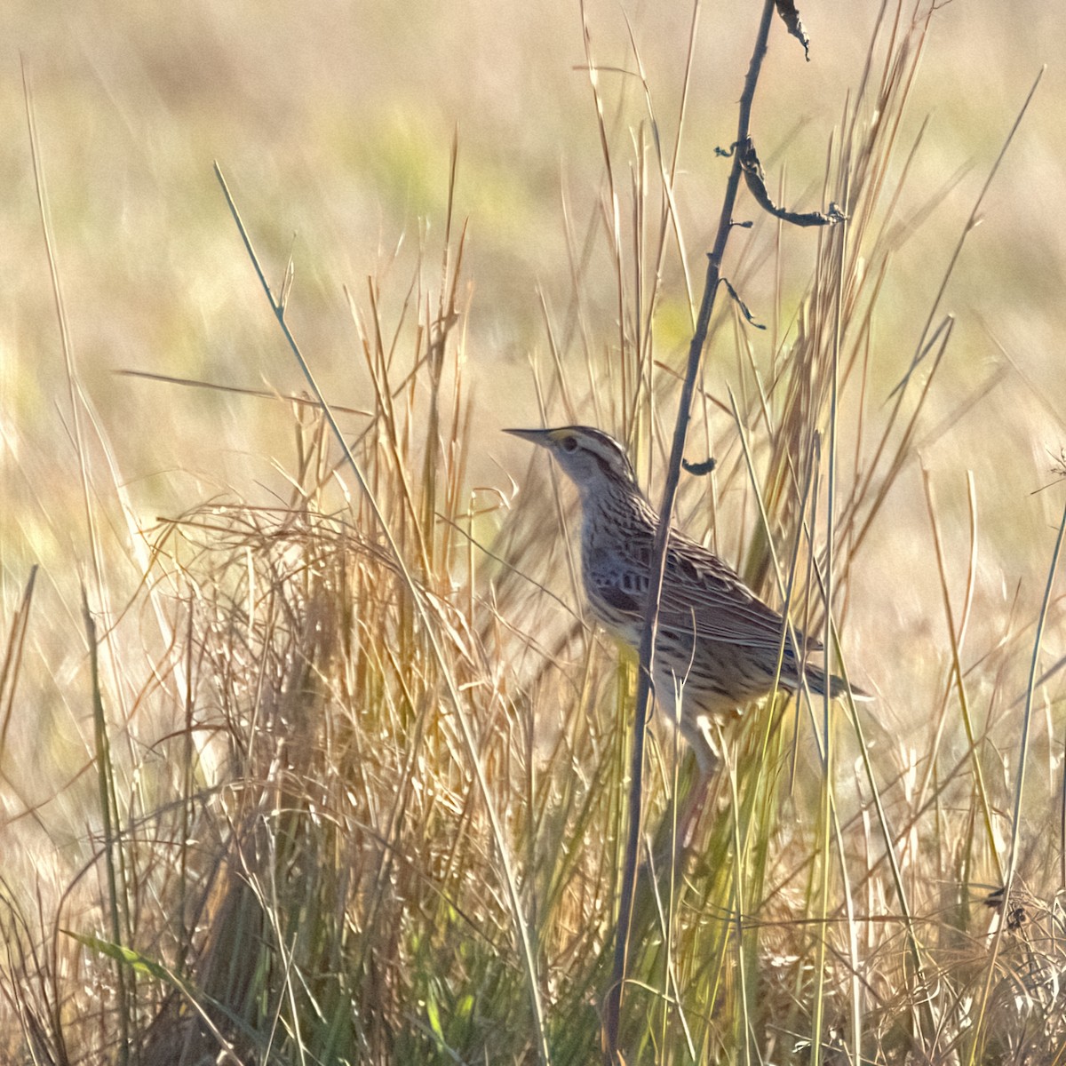 Eastern Meadowlark - ML645283973