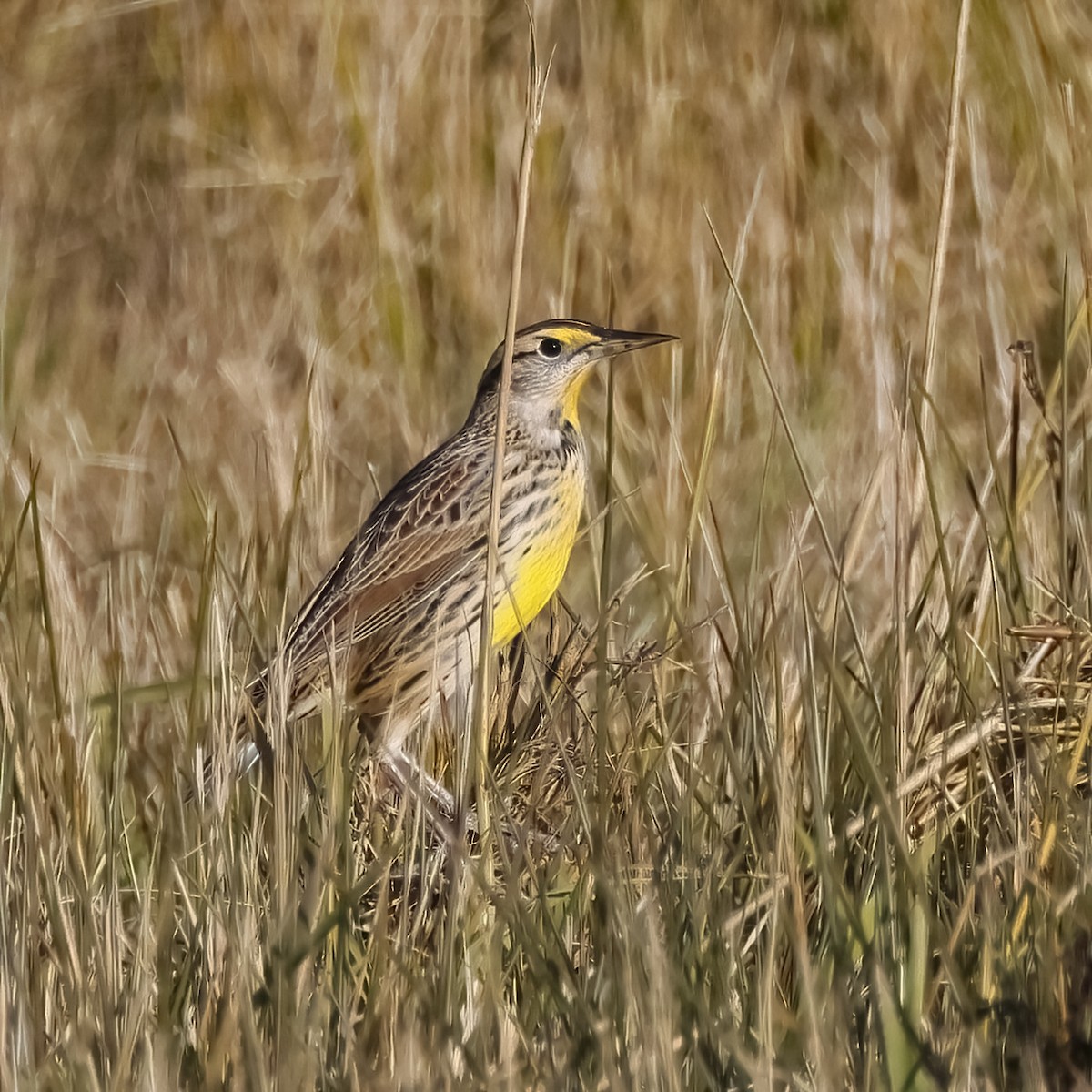 Eastern Meadowlark - ML645283974