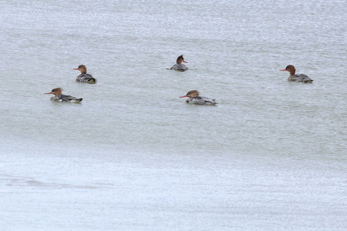 Red-breasted Merganser - ML645283975