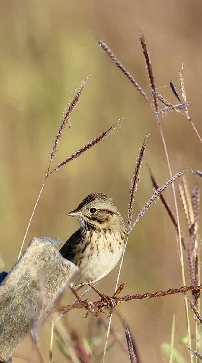 Lincoln's Sparrow - ML645283976