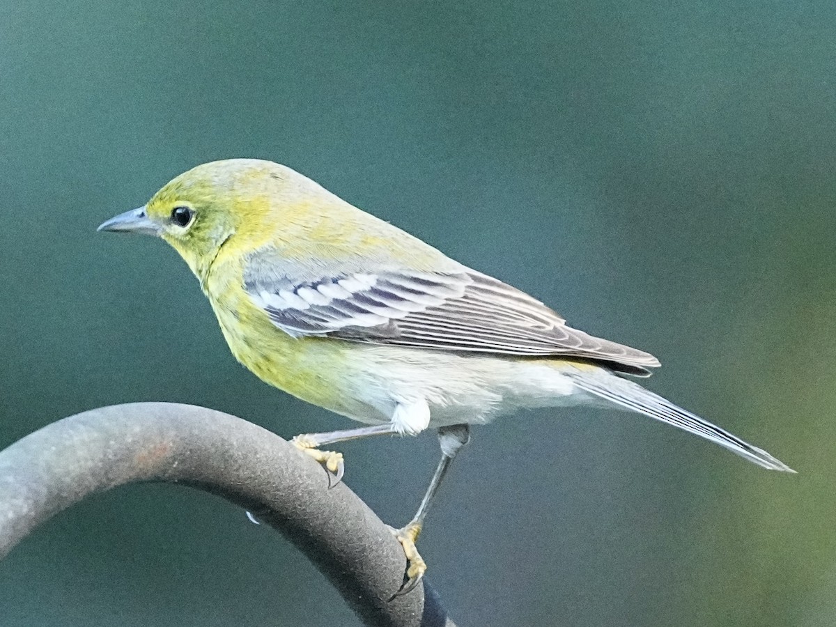 Pine Warbler - ML645283982