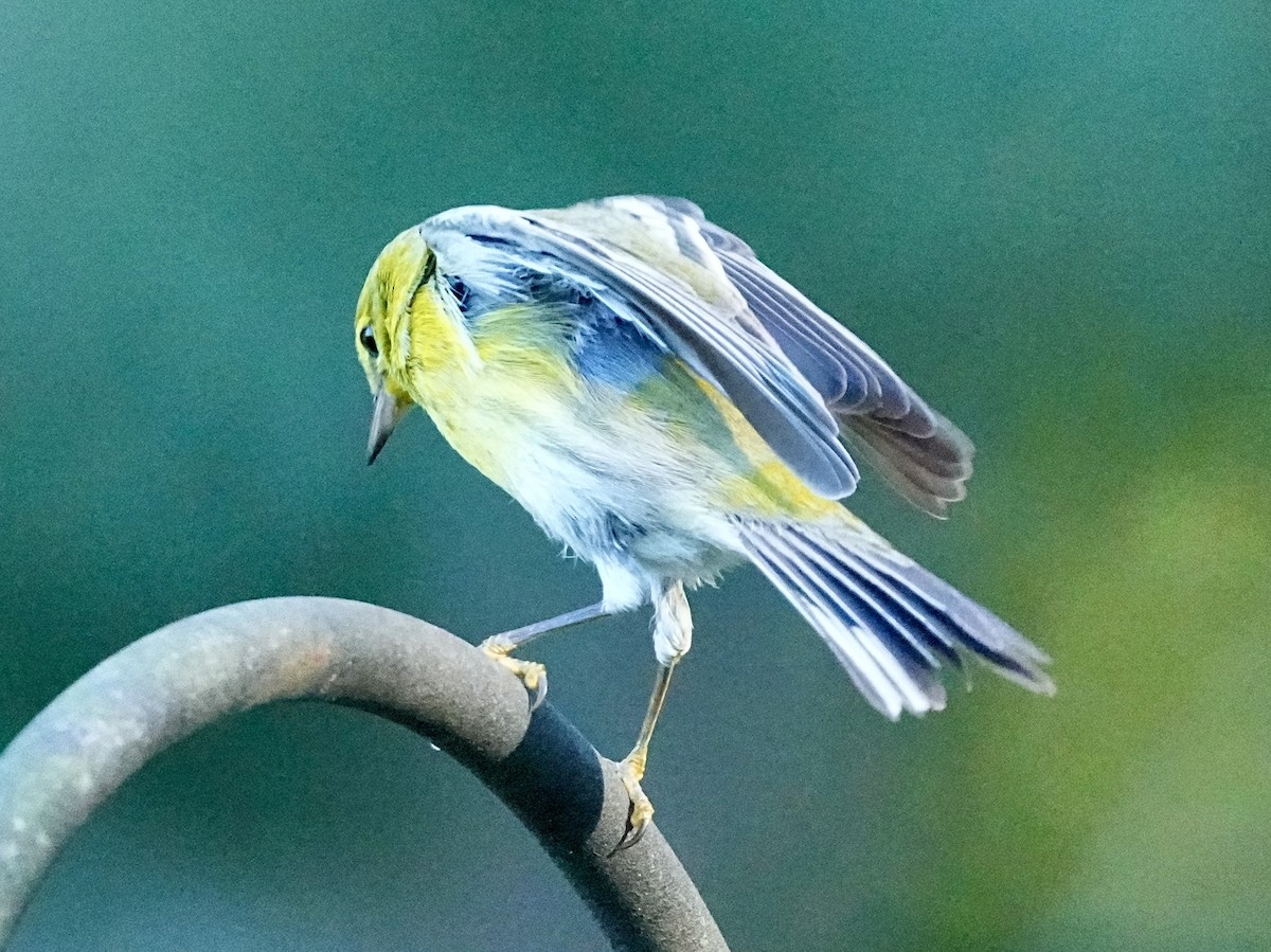 Pine Warbler - ML645283983