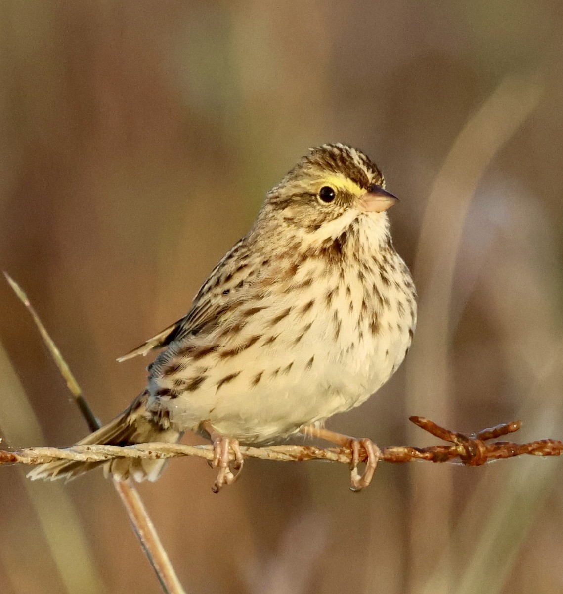 Savannah Sparrow - ML645283985