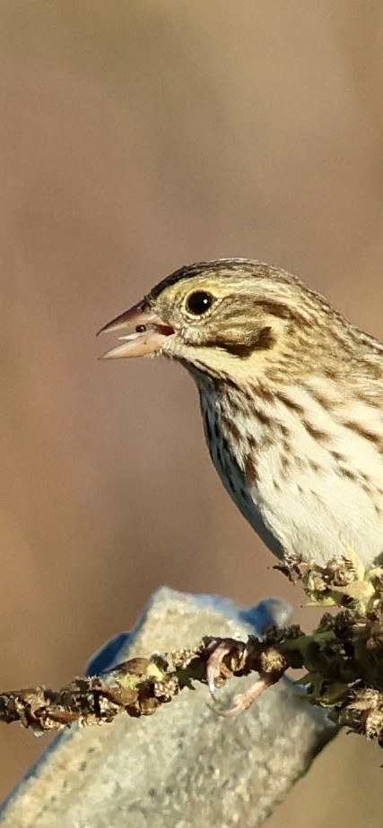 Savannah Sparrow - ML645283986
