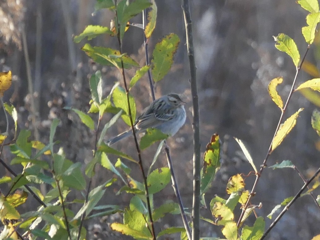 Clay-colored Sparrow - ML645283996