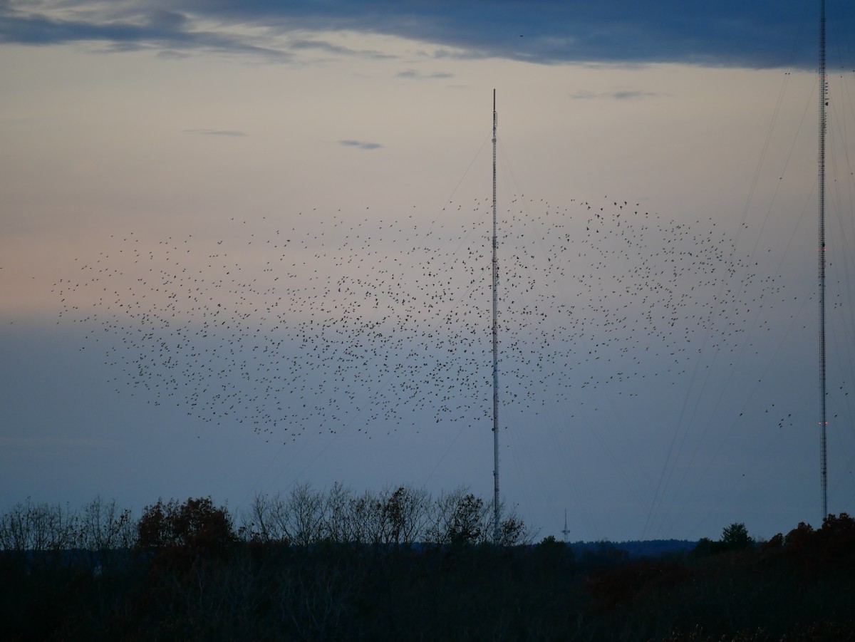 European Starling - ML645284009