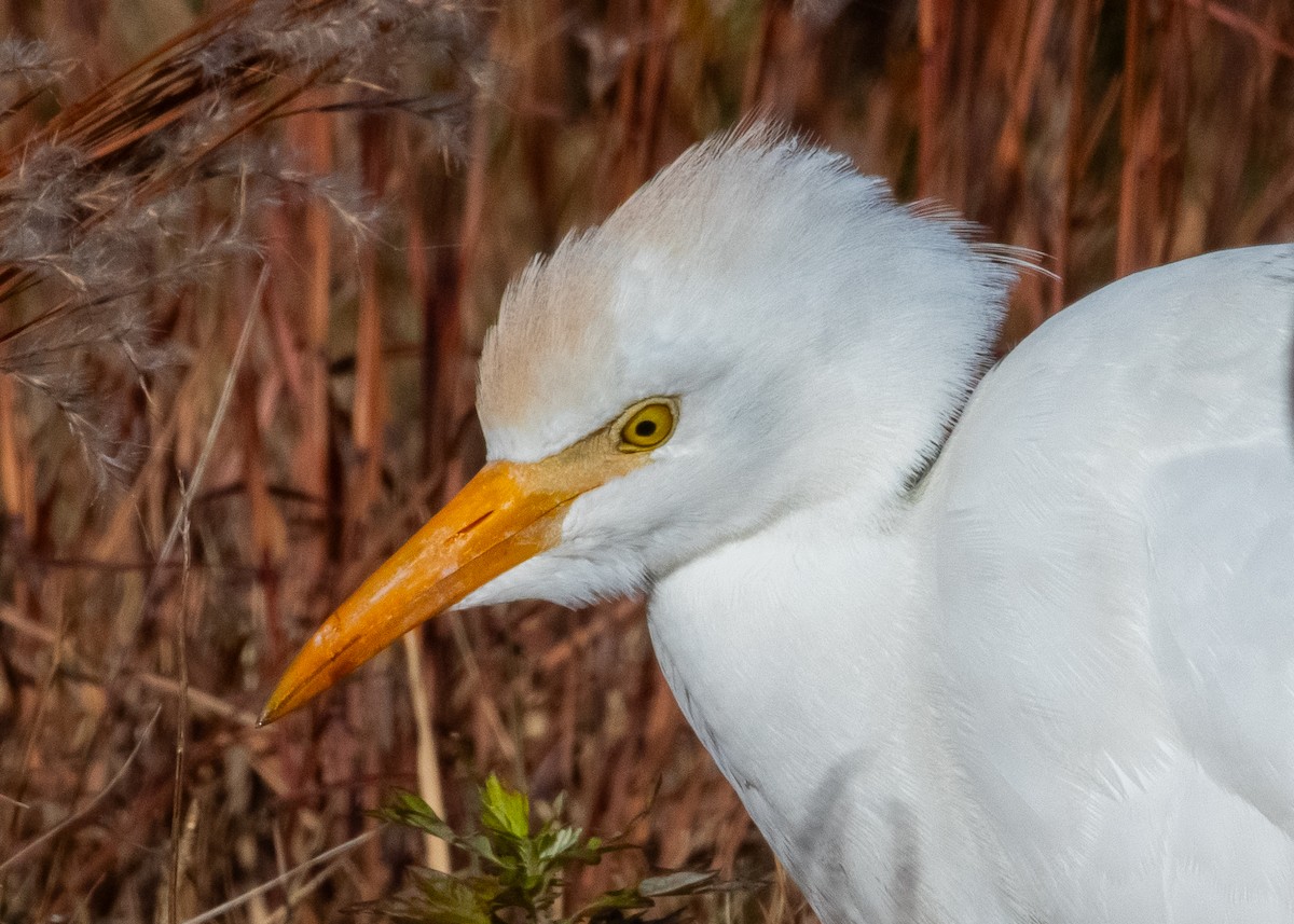 Western Cattle-Egret - ML645284016