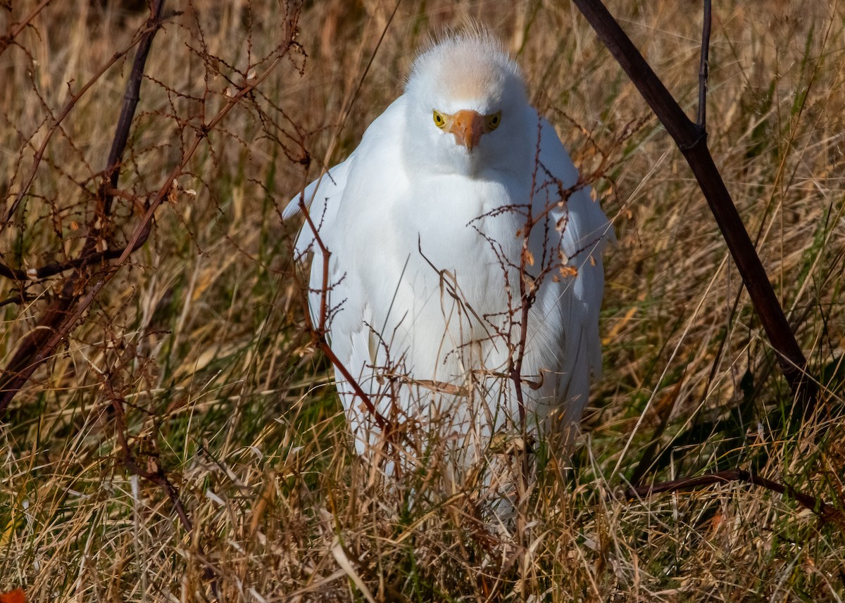 Western Cattle-Egret - ML645284017