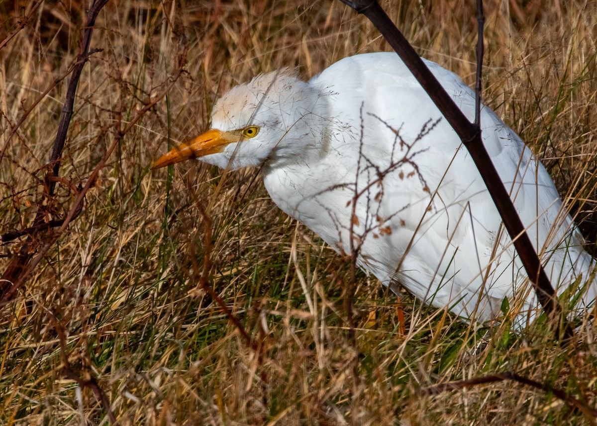 Western Cattle-Egret - ML645284018