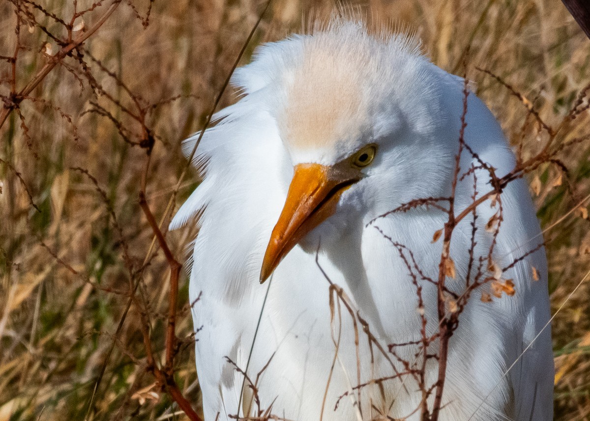 Western Cattle-Egret - ML645284019