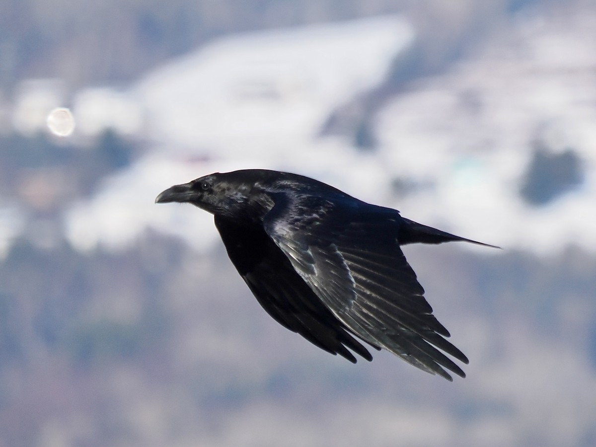 Common Raven - ML645284023