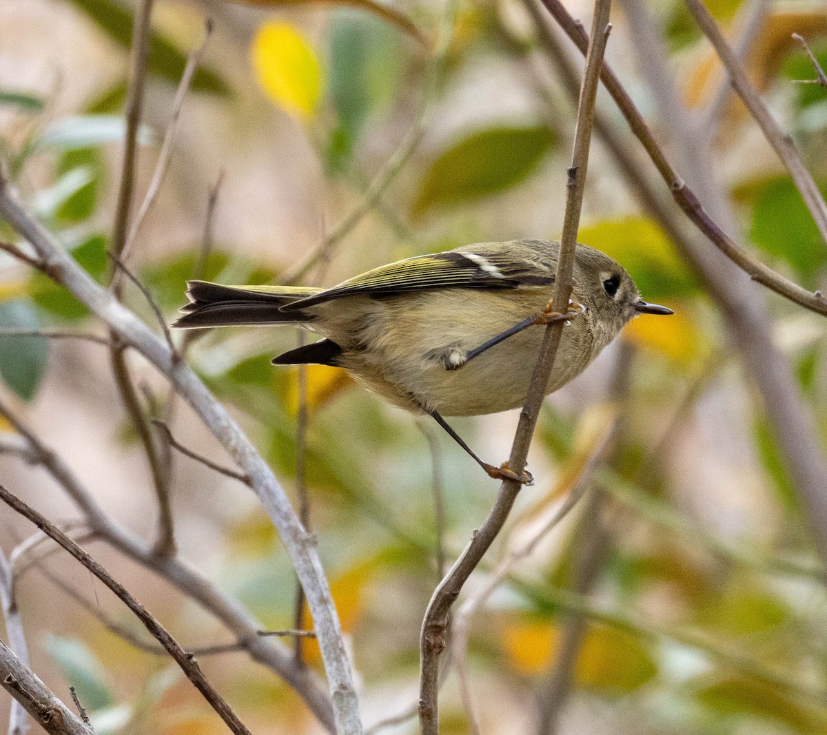 Ruby-crowned Kinglet - ML645284024