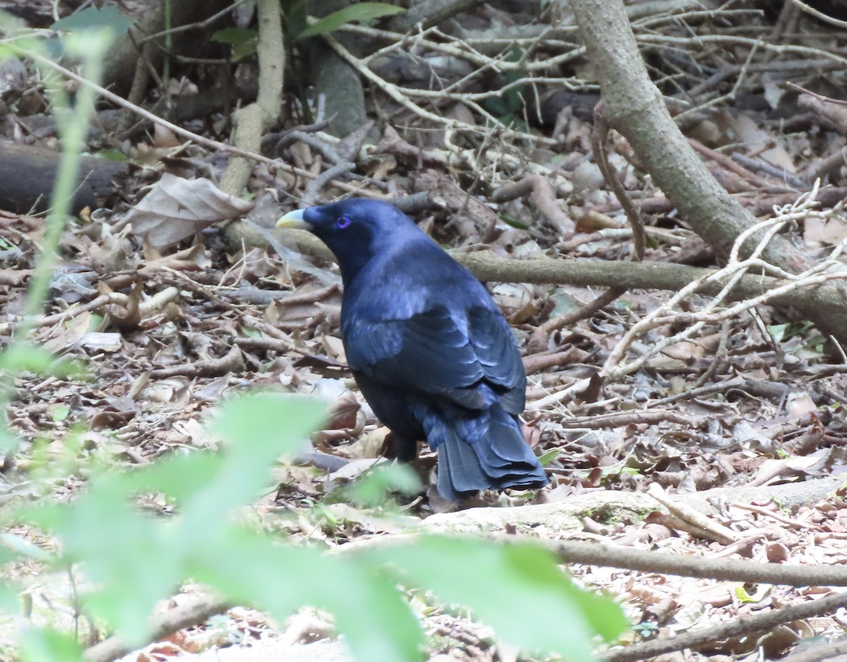 Satin Bowerbird - ML645284029