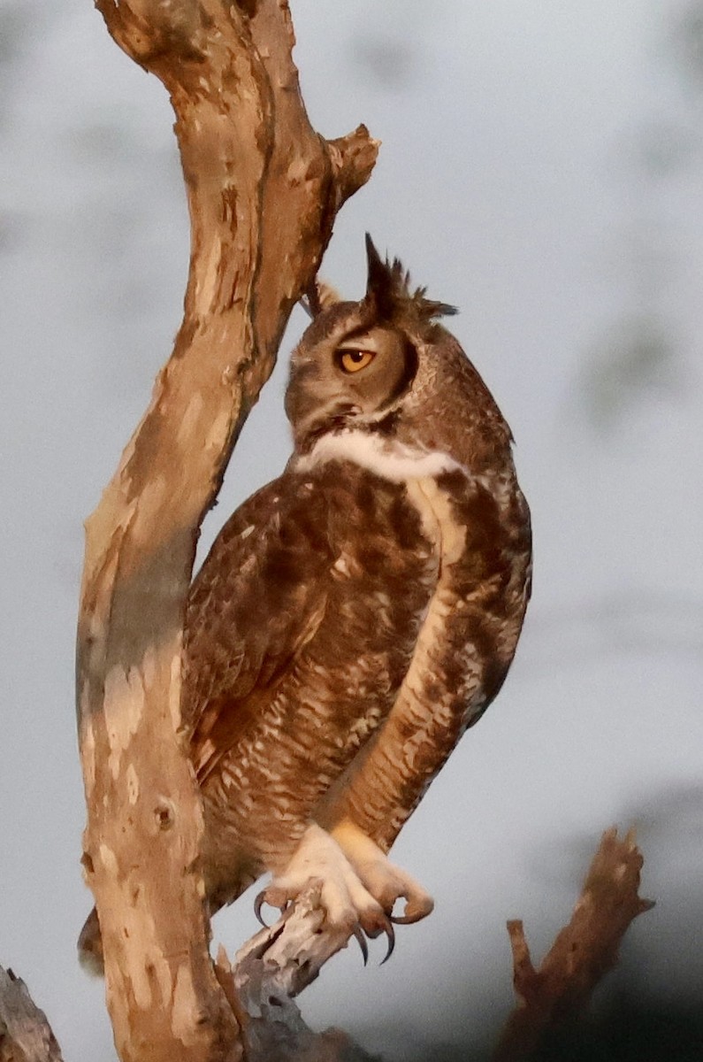 Great Horned Owl - ML645284030