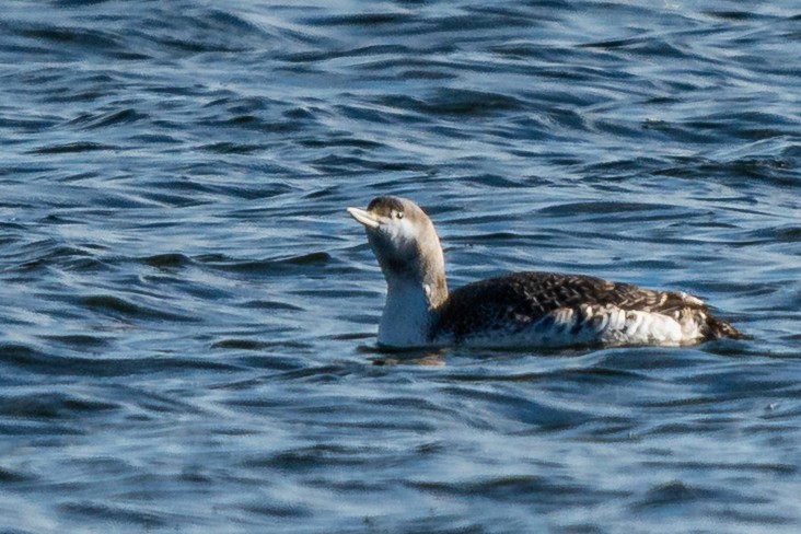 Red-throated Loon - ML645284034
