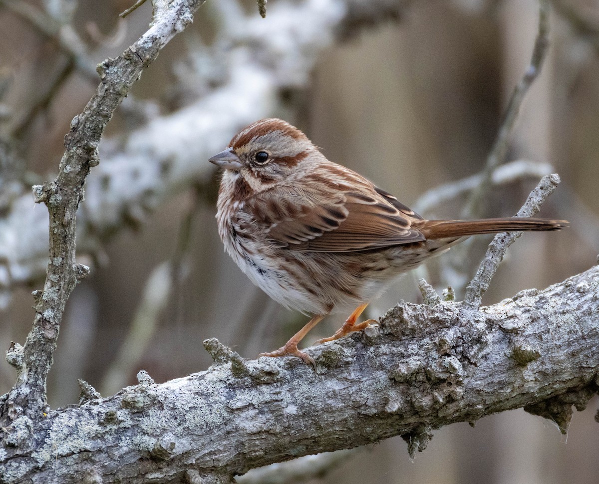 Song Sparrow - ML645284036