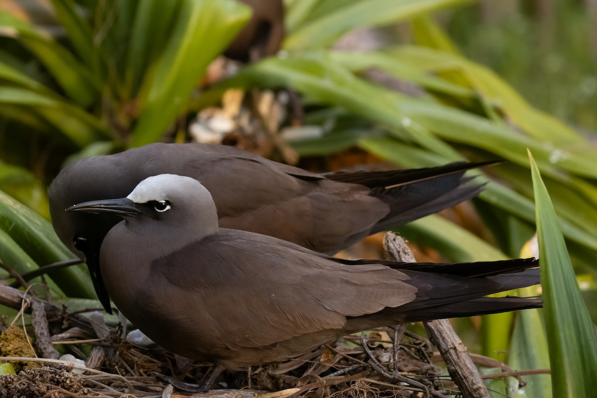 Brown Noddy - ML645284039