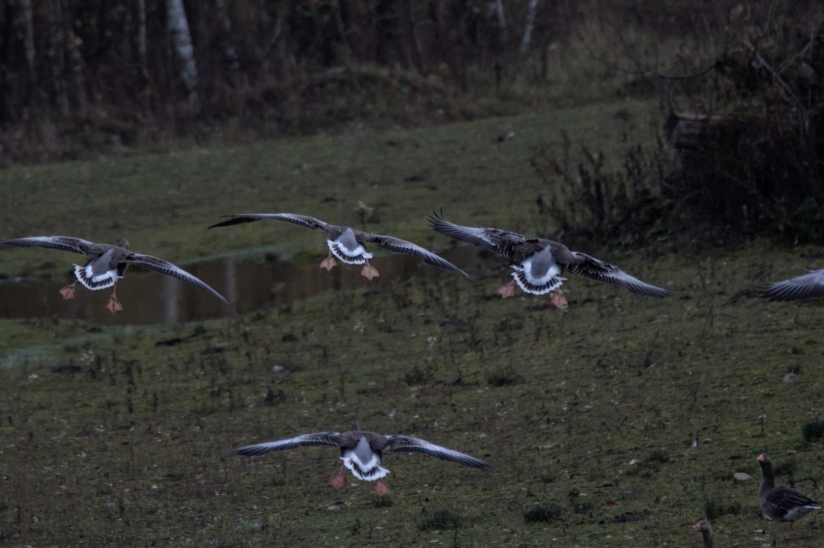 Graylag Goose - ML645284040