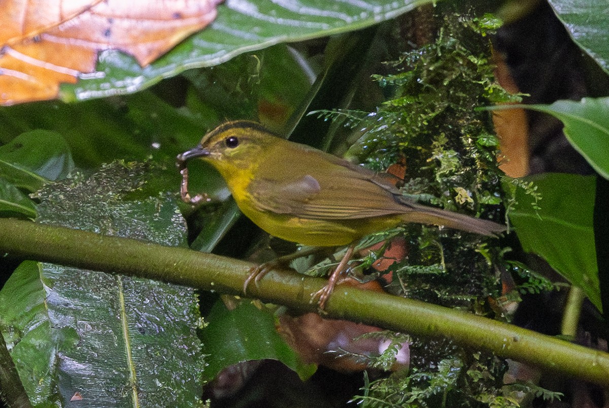 Коронник смугастоголовий - ML645284041