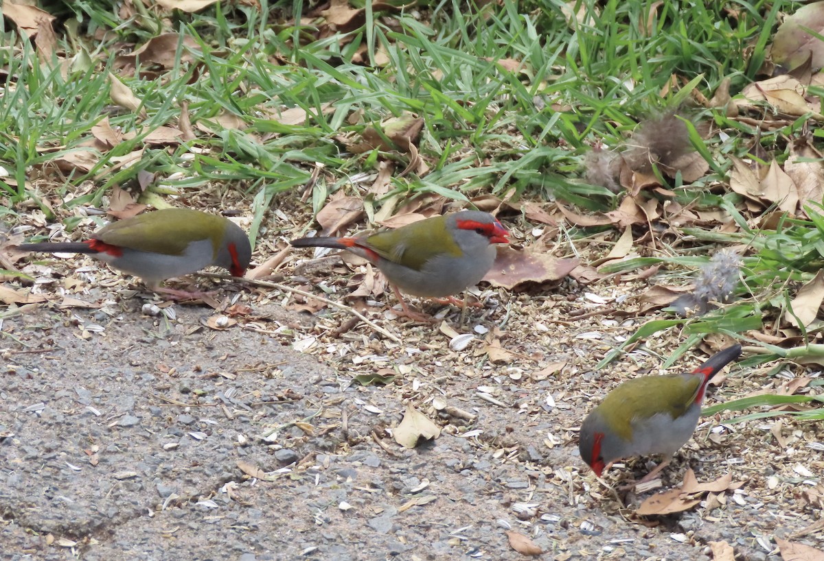 Краснобровая амадина - ML645284049