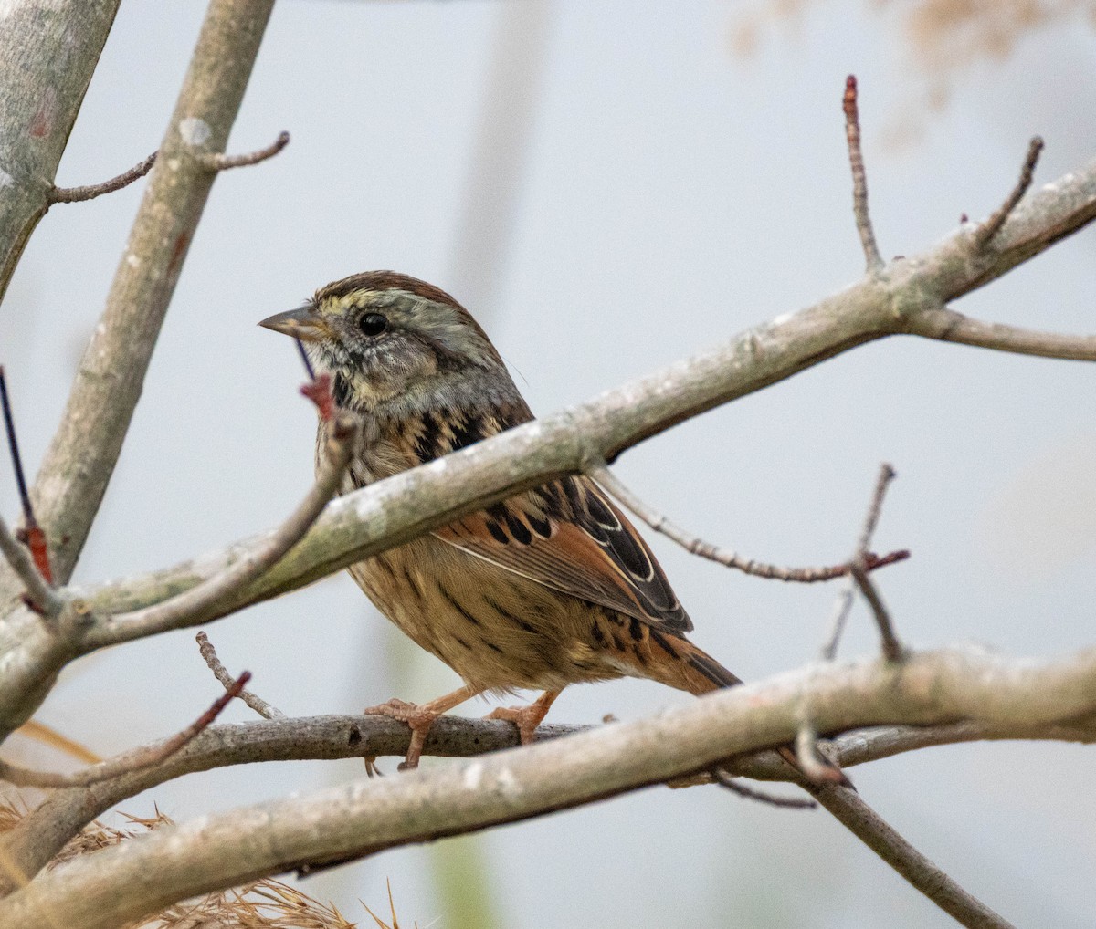Swamp Sparrow - ML645284050