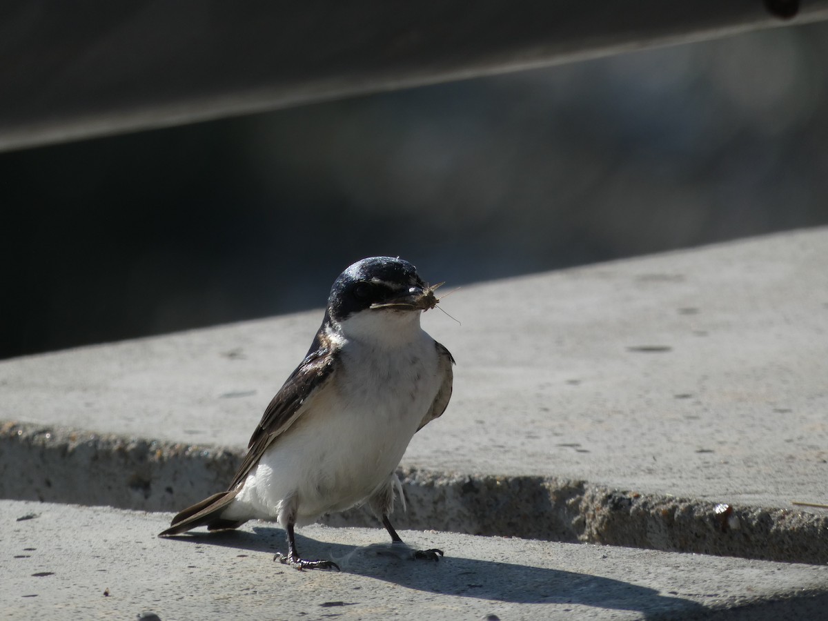 Hirondelle à diadème - ML645284058