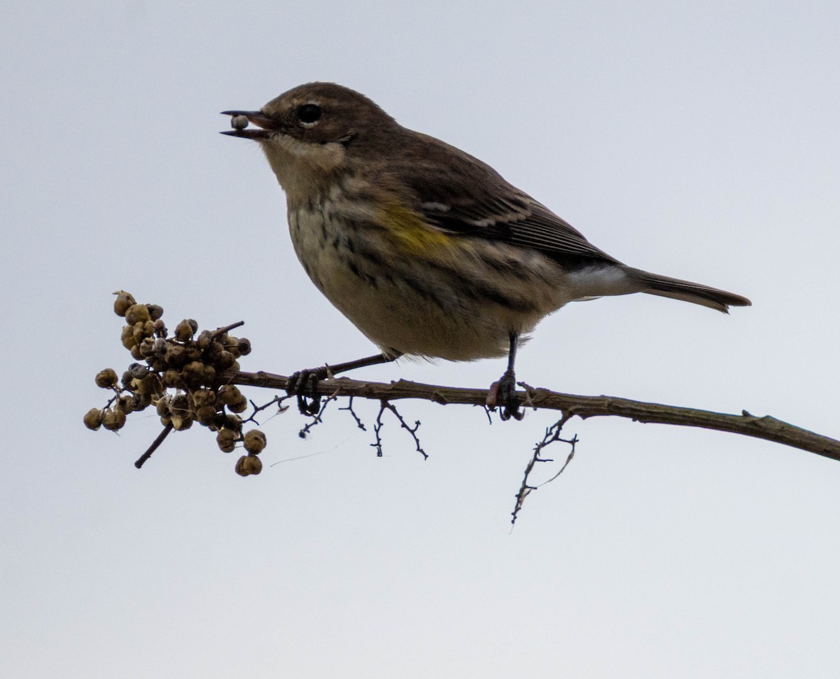 Yellow-rumped Warbler - ML645284059