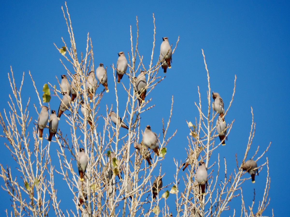 黃連雀 - ML645284060