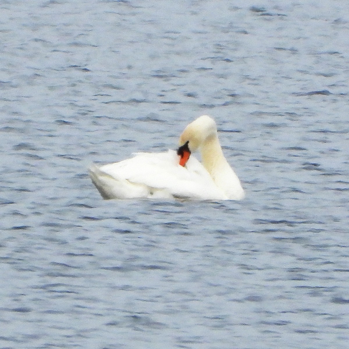 Mute Swan - ML645284068