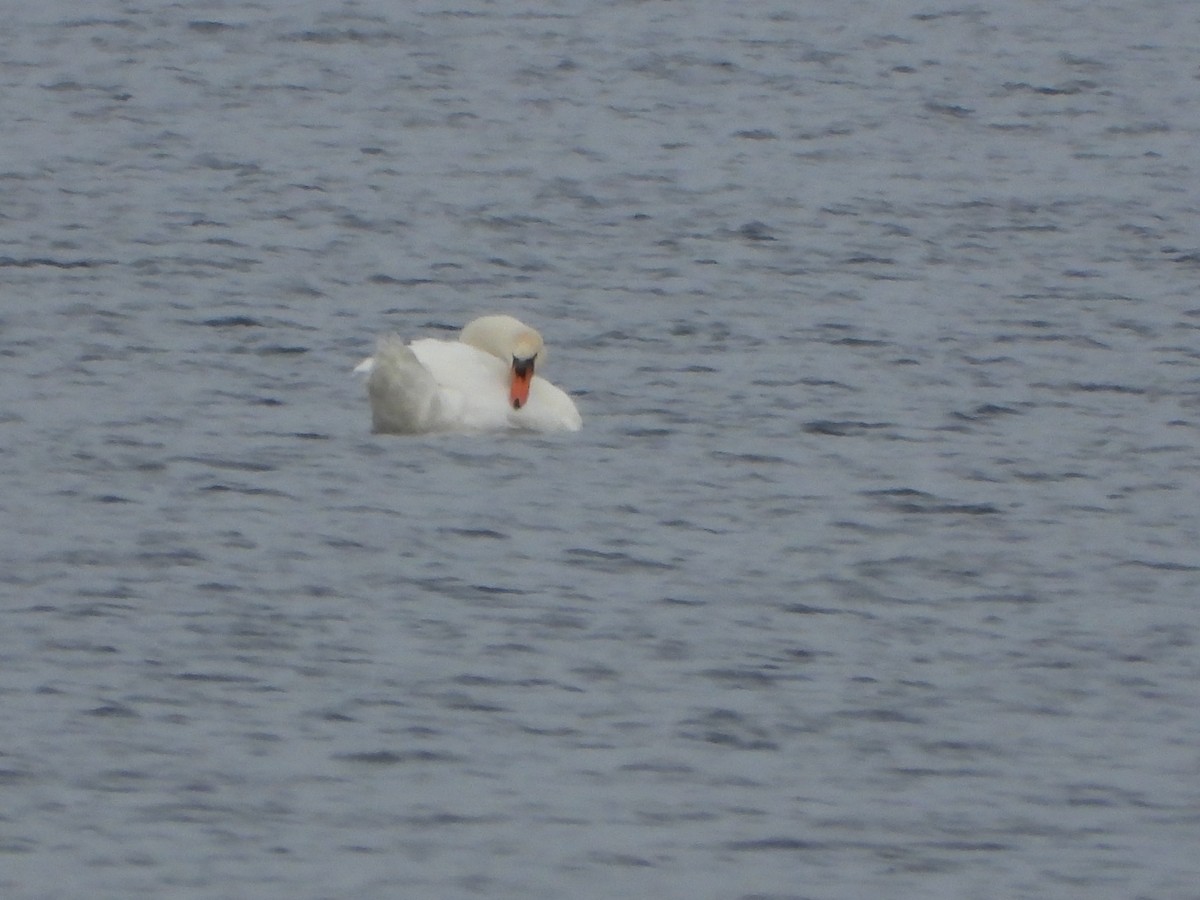 Mute Swan - ML645284069