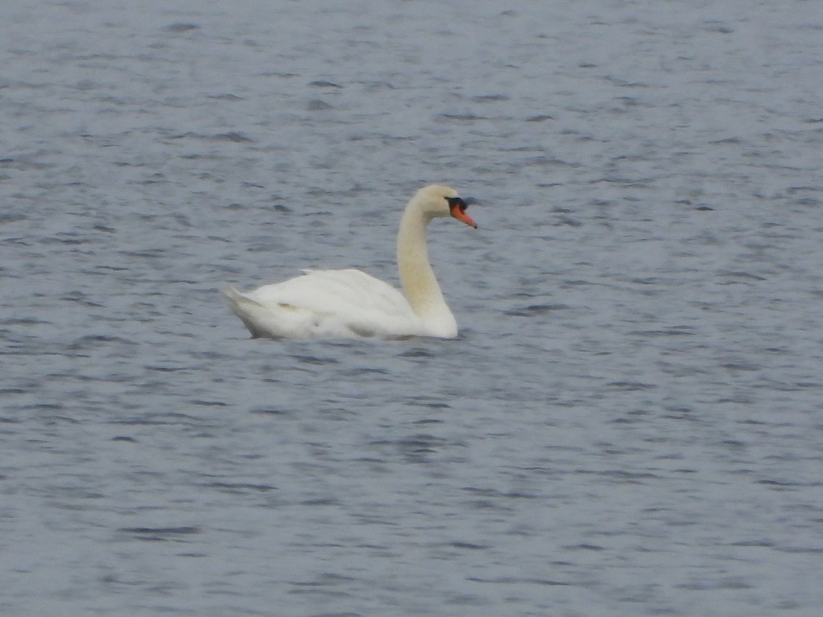 Mute Swan - ML645284070