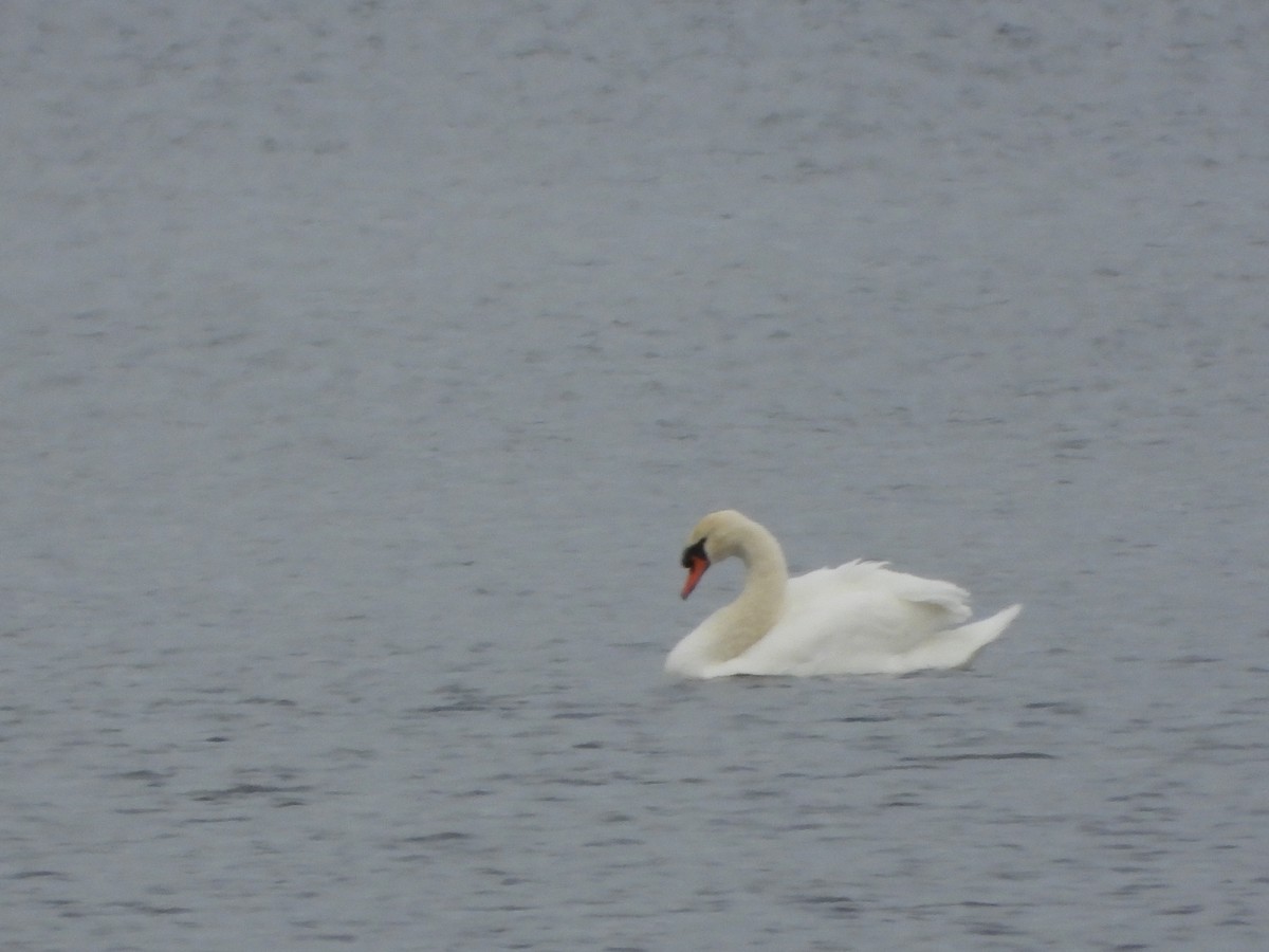 Mute Swan - ML645284071