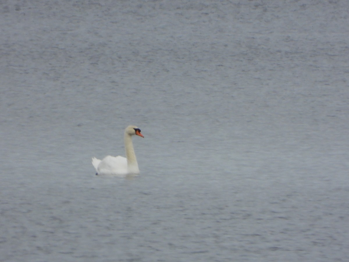 Mute Swan - ML645284072