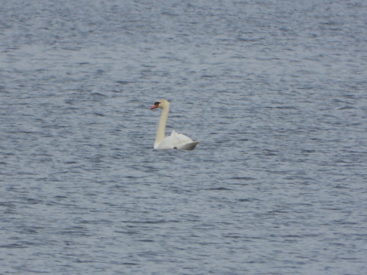 Mute Swan - ML645284073