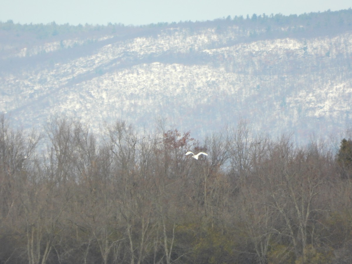 Mute Swan - ML645284074