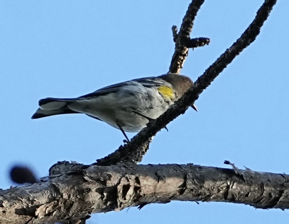 Yellow-rumped Warbler (Myrtle) - ML645284084